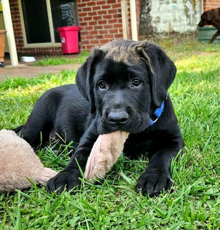 Labrador Retriever for sale by ARWYNDALE