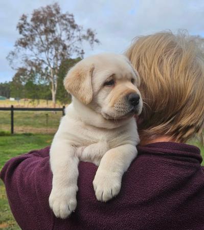 Labrador Retriever for sale by ARWYNDALE