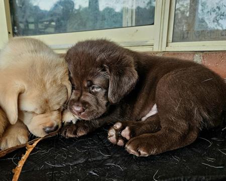 Labrador Retriever for sale by ARWYNDALE