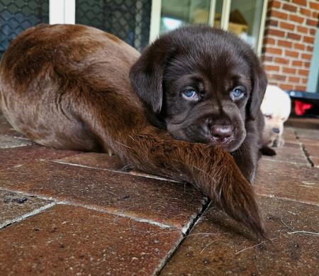 Labrador Retriever for sale by ARWYNDALE