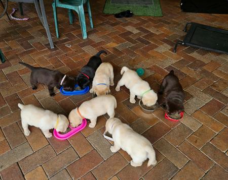 Labrador Retriever for sale by ARWYNDALE