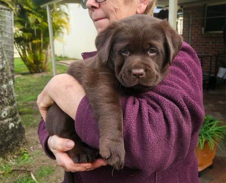 Labrador Retriever for sale by ARWYNDALE