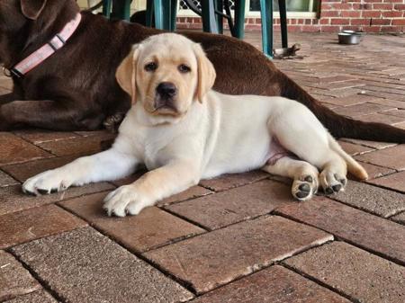 Labrador Retriever for sale by ARWYNDALE