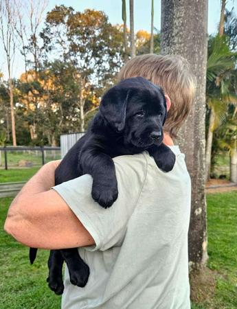Labrador Retriever for sale by ARWYNDALE