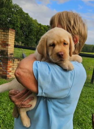 Labrador Retriever for sale by ARWYNDALE