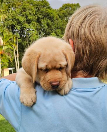 Labrador Retriever for sale by ARWYNDALE