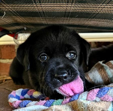 Labrador Retriever for sale by ARWYNDALE