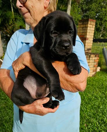 Labrador Retriever for sale by ARWYNDALE