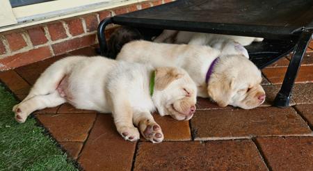 Labrador Retriever for sale by ARWYNDALE