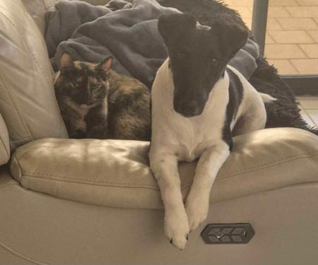 Fox Terrier (Smooth) for sale by GENOTYPIC