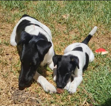 Fox Terrier (Smooth) for sale by GENOTYPIC