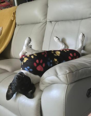 Fox Terrier (Smooth) for sale by GENOTYPIC