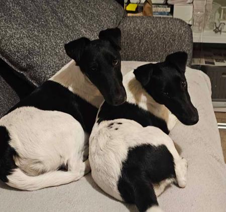 Fox Terrier (Smooth) for sale by GENOTYPIC