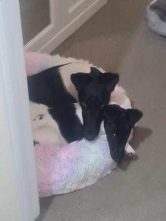 Fox Terrier (Smooth) for sale by GENOTYPIC