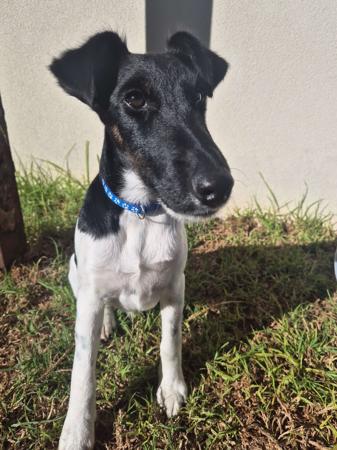 Fox Terrier (Smooth) puppy for sale by GENOTYPIC