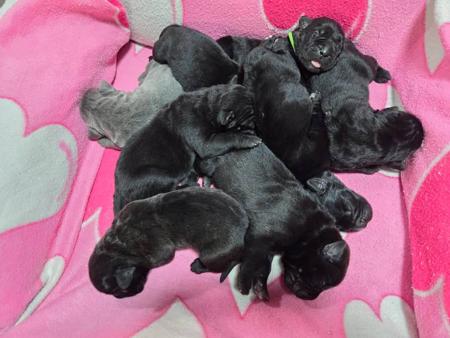 Cane Corso puppy for sale by ELITEMORPAR
