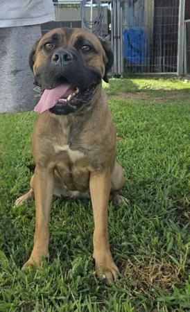 Cane Corso puppy for sale by ELITEMORPAR