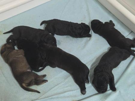 Cane Corso puppy for sale by ELITEMORPAR