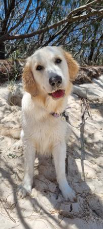 Golden Retriever for sale by CONOGOLD