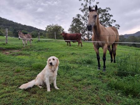 Golden Retriever for sale by CONOGOLD