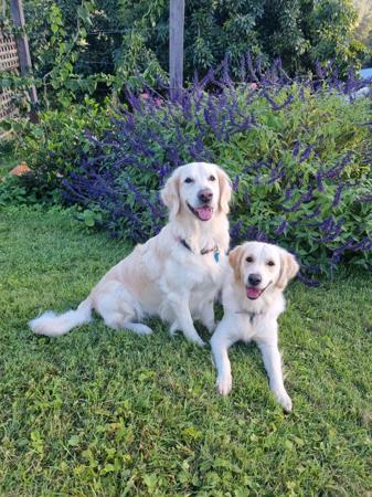 Golden Retriever for sale by CONOGOLD