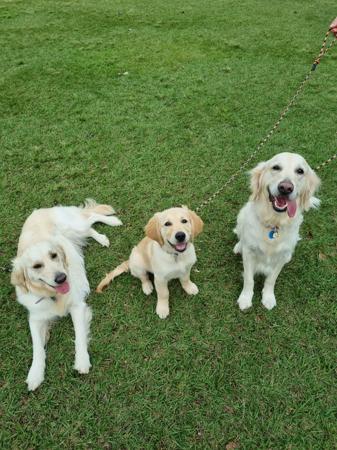 Golden Retriever for sale by CONOGOLD