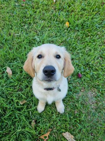 Golden Retriever for sale by CONOGOLD