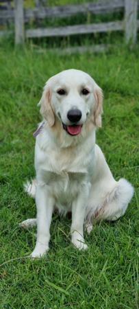 Golden Retriever for sale by CONOGOLD