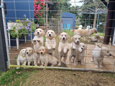 Golden Retriever for sale by CONOGOLD