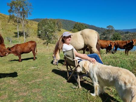 Golden Retriever for sale by CONOGOLD