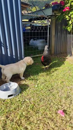 Golden Retriever for sale by CONOGOLD