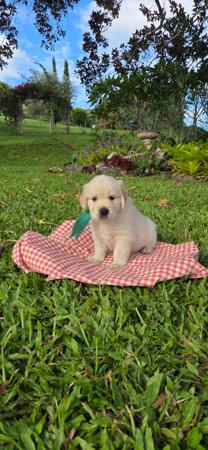 Golden Retriever puppy for sale by CONOGOLD