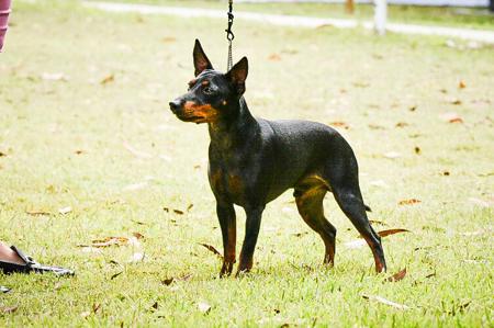 English Toy Terrier (Black and Tan) for sale by HUNTERVAL