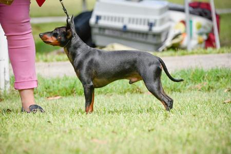 English Toy Terrier (Black and Tan) for sale by HUNTERVAL