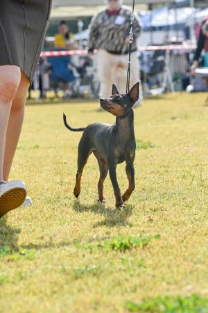 English Toy Terrier (Black and Tan) for sale by HUNTERVAL