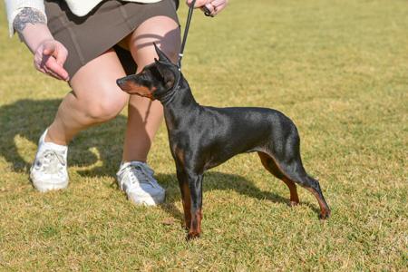 English Toy Terrier (Black and Tan) for sale by HUNTERVAL