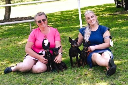 English Toy Terrier (Black and Tan) for sale by HUNTERVAL