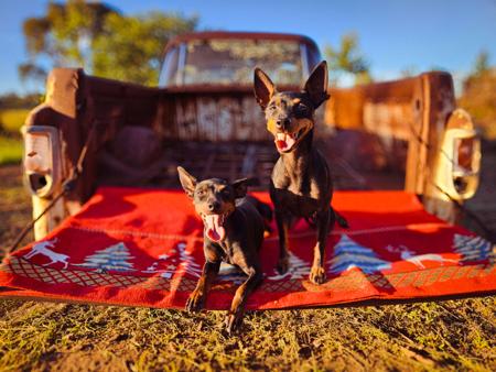 English Toy Terrier (Black and Tan) for sale by HUNTERVAL