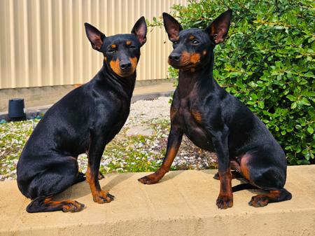 English Toy Terrier (Black and Tan) for sale by HUNTERVAL