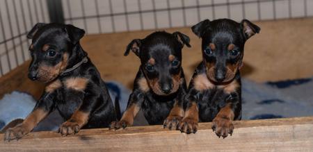 English Toy Terrier (Black and Tan) for sale by HUNTERVAL