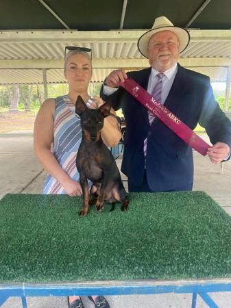 English Toy Terrier (Black and Tan) for sale by HUNTERVAL