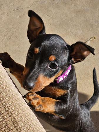 English Toy Terrier (Black and Tan) for sale by HUNTERVAL