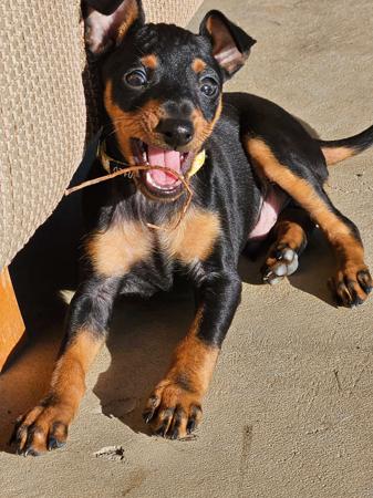 English Toy Terrier (Black and Tan) for sale by HUNTERVAL