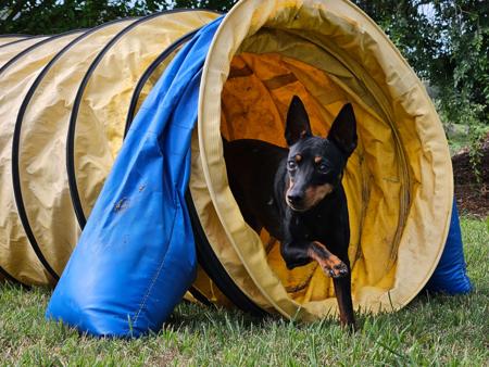 English Toy Terrier (Black and Tan) for sale by HUNTERVAL