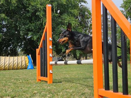 English Toy Terrier (Black and Tan) for sale by HUNTERVAL