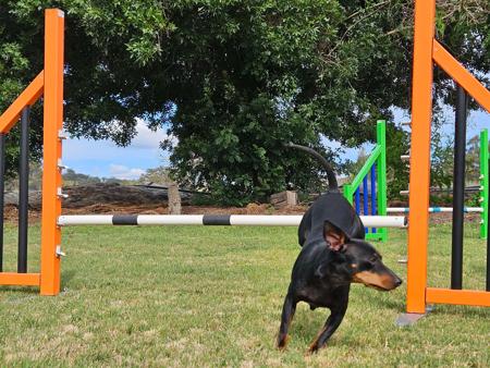 English Toy Terrier (Black and Tan) for sale by HUNTERVAL