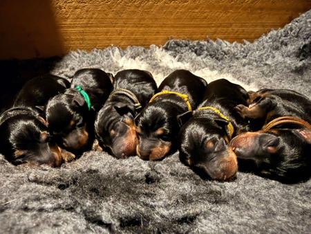 English Toy Terrier (Black and Tan) puppy for sale by TINATAYLOR