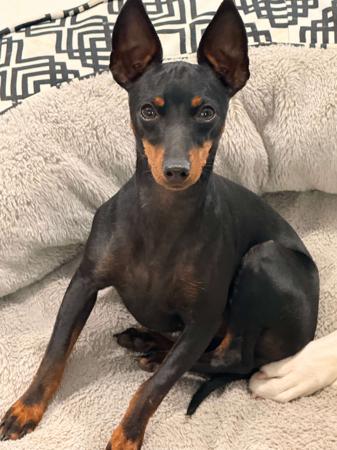 HUNTERVAL Steeped in History English Toy Terrier (Black and Tan)