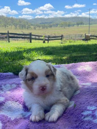 Australian Shepherd puppy for sale by WINTOPPI