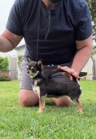 Click to view more details